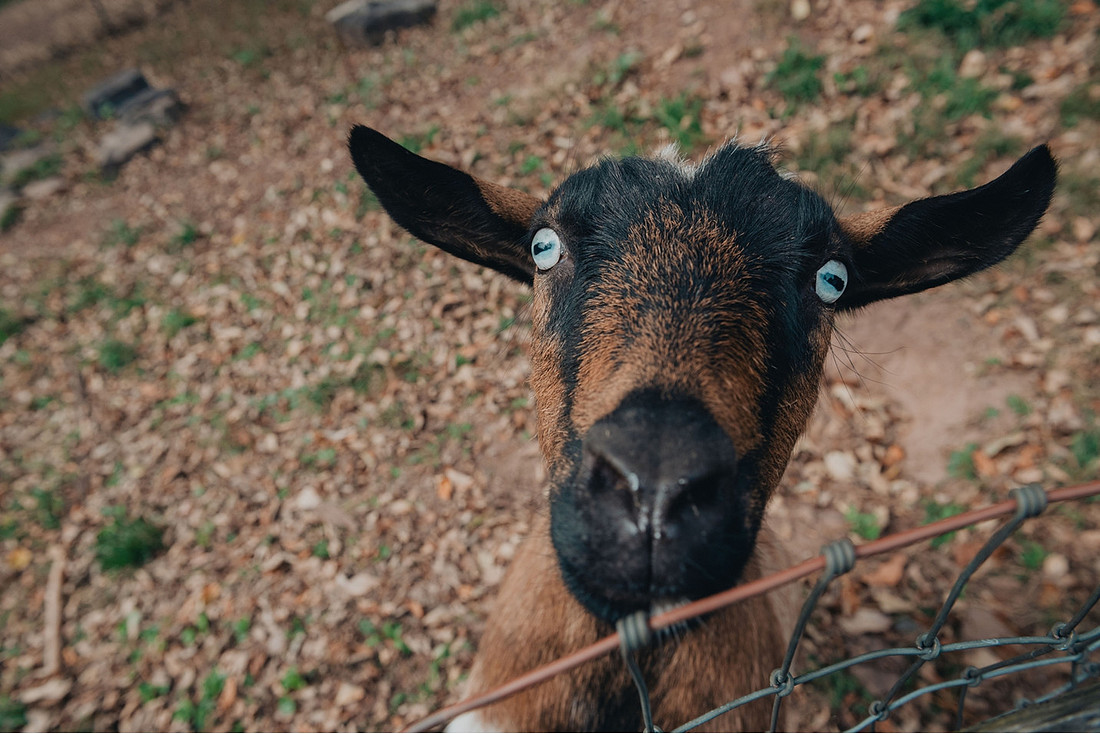 Jenna and Erik's Schwenksville farm wedding